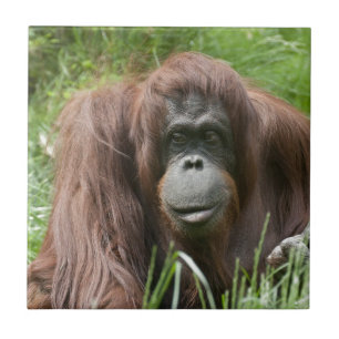Orangutan Tile