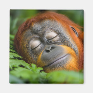 Orangutan Wild Animal Relaxing Portrait  Magnet
