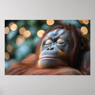 Orangutan Wild Animal Relaxing Portrait  Poster
