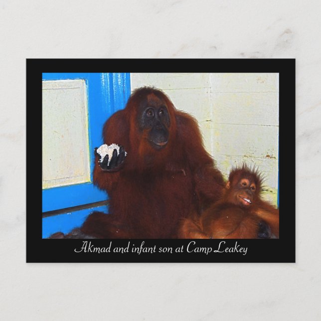 Orangutans at Camp Leakey Postcard (Front)
