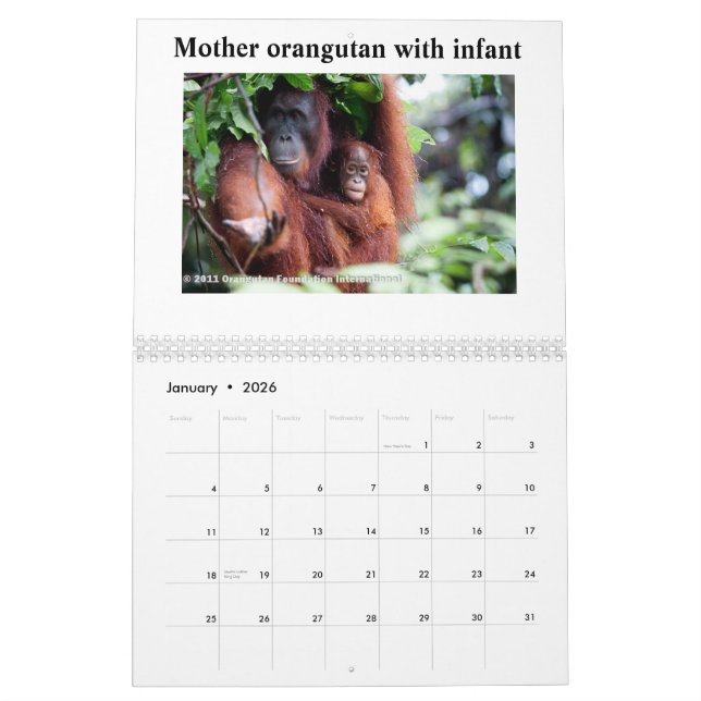 Orangutans Calendar (Jan 2026)