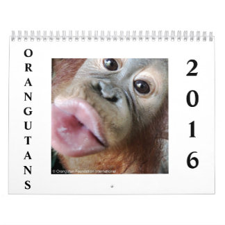 Orangutans in Rainforest Calendar