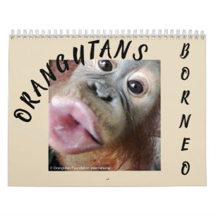 Orangutans in Rainforest Calendar