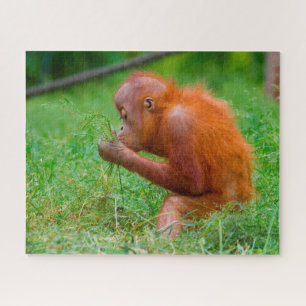 Orangutans. Jigsaw Puzzle