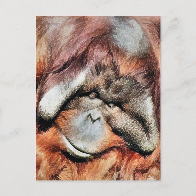 ORANGUTANS POSTCARD (Front)
