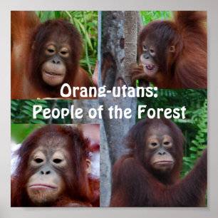 Orangutans Poster