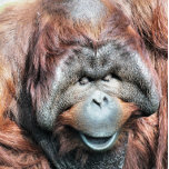 ORANGUTANS SILVER PLATED NECKLACE<br><div class="desc">A photographic design of a beautiful male orangutan.</div>