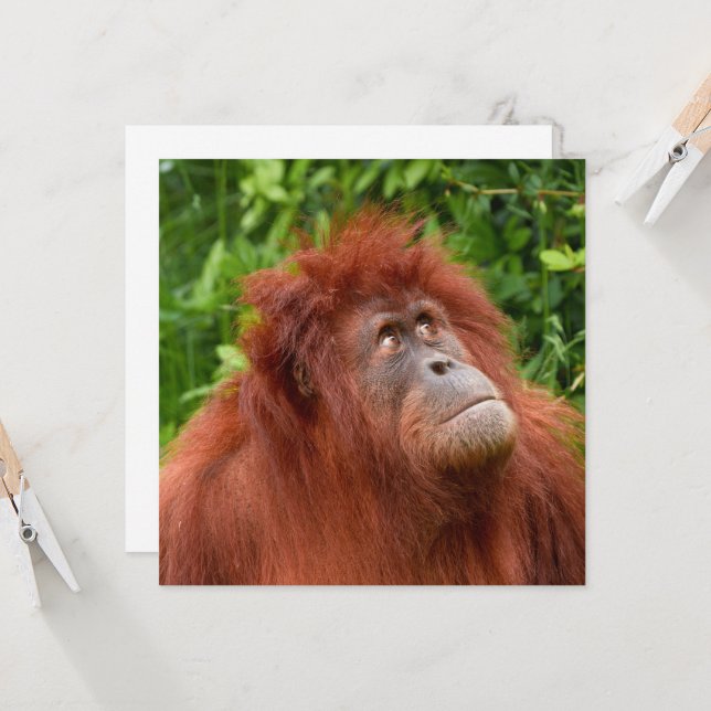 Orangutan's Thoughtful Gaze (Front/Back In Situ)