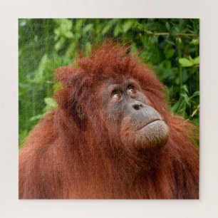 Orangutan's Thoughtful Gaze Jigsaw Puzzle