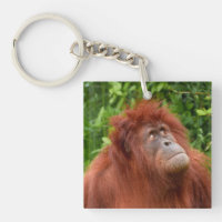 Orangutan's Thoughtful Gaze