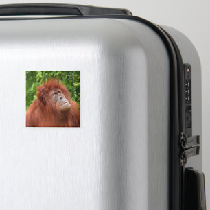 Orangutan's Thoughtful Gaze Magnet