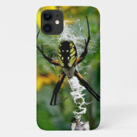 Orb Spider in Web