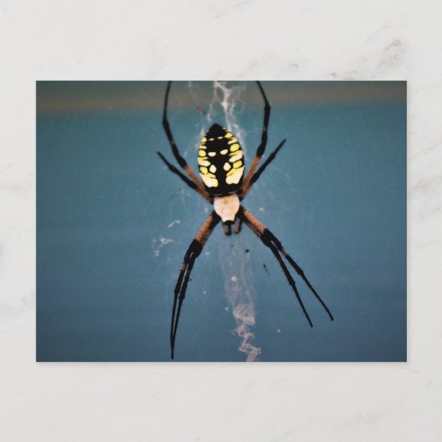 orb weaver postcard (Front)