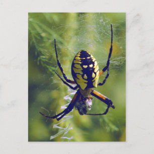 Orb Weaver Spider Photo Postcard