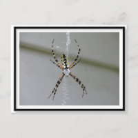 Orb Weaver Spider Postcard