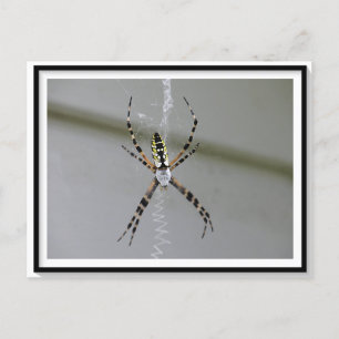 Orb Weaver Spider Postcard