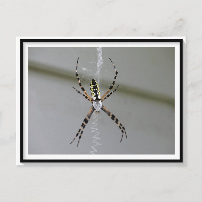 Orb Weaver Spider Postcard (Front)