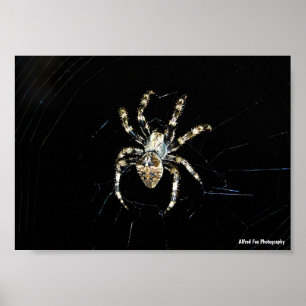 Orb-weaver Spider Poster