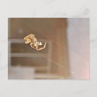 Orbweaver spider glistening in the sun photography postcard