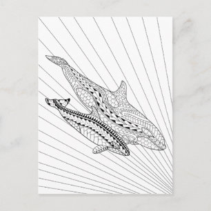 Orca And Baby Adult Colouring Postcard