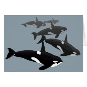 Orca Cards Personalised Killer Whale Art Cards