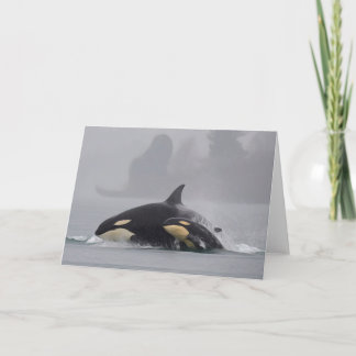 Orca Family Card