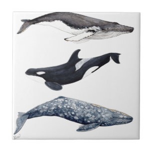Orca, hunchbacked whale and gray whale tile