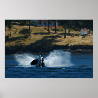 Orca In the San Juan islands Poster