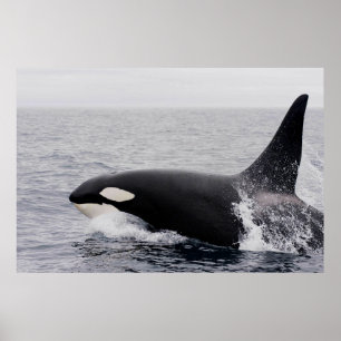 Orca, killer whale, breaching poster