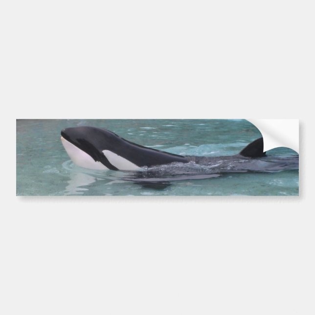 Orca...Killer Whale bumper sticker (Front)