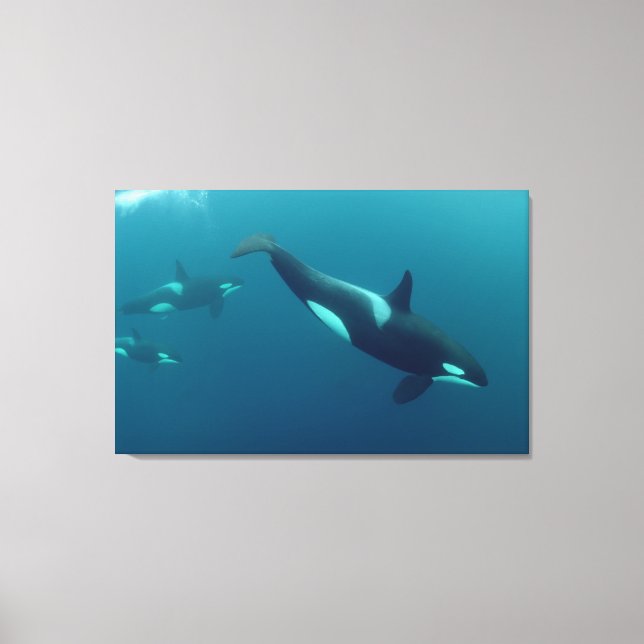 Orca "Killer Whale" Canvas Print (Front)