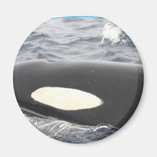 Orca Killer Whale Head - Oval Magnet