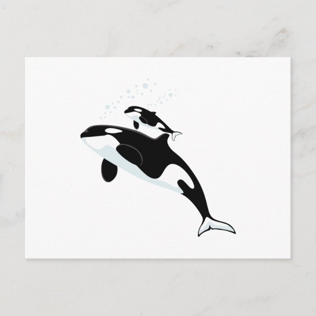 Orca Killer Whale Postcard (Front)