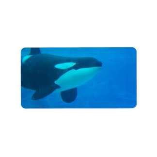 orca killer whale underwater blue label