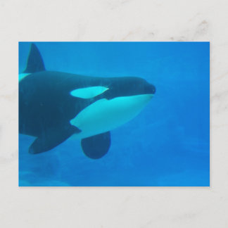 orca killer whale underwater blue postcard