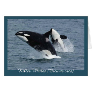 Orca Killer Whales Breaching Personalised