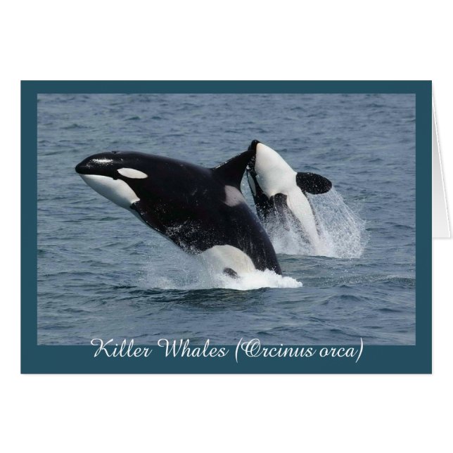 Orca Killer Whales Breaching Personalised (Front Horizontal)
