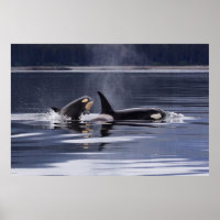 Orca | Killer Whales Breaching