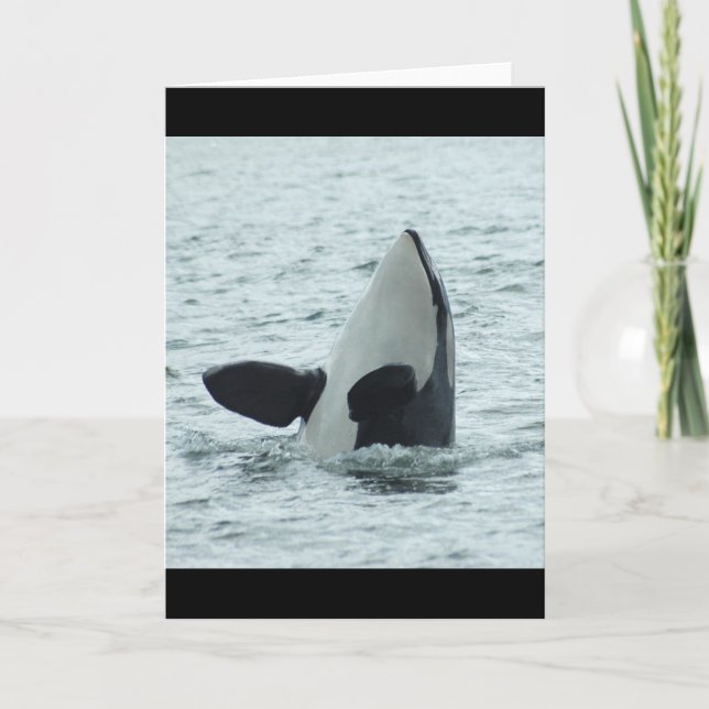 Orca Spyhop Greeting Card (Front)