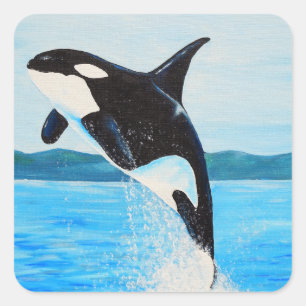 Orca Square Sticker