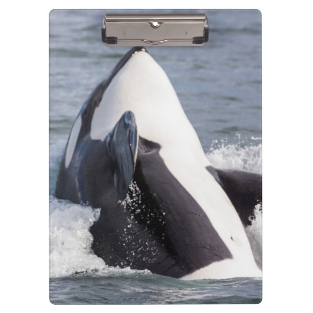Orca whale breaching clipboard (Front)