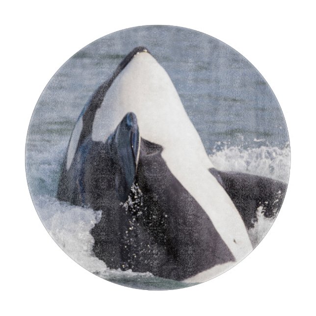 Orca whale breaching cutting board (Front)