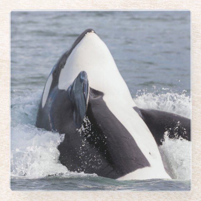 Orca whale breaching glass coaster (Front)
