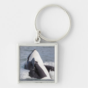 Orca whale breaching key ring