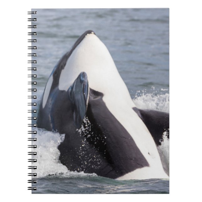 Orca whale breaching notebook (Front)