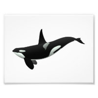 Orca whale illustration - Choose background colour
