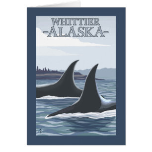 Orca Whales #1 - Whittier, Alaska