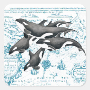 Orca whales ancient blue square sticker