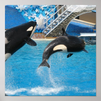 Orca Whales Print