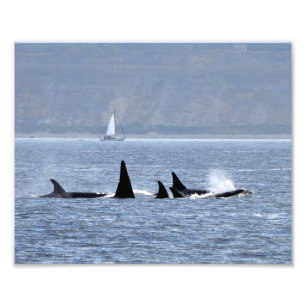 Orca Whales Swimming By Photo Print